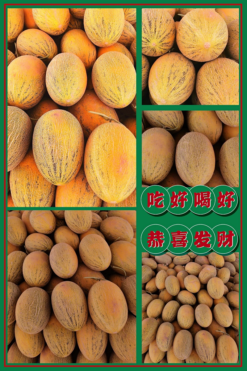 新疆特产伽师八六王瓜哈密瓜新鲜当季水果甜瓜现摘现发 精选 一箱1-2