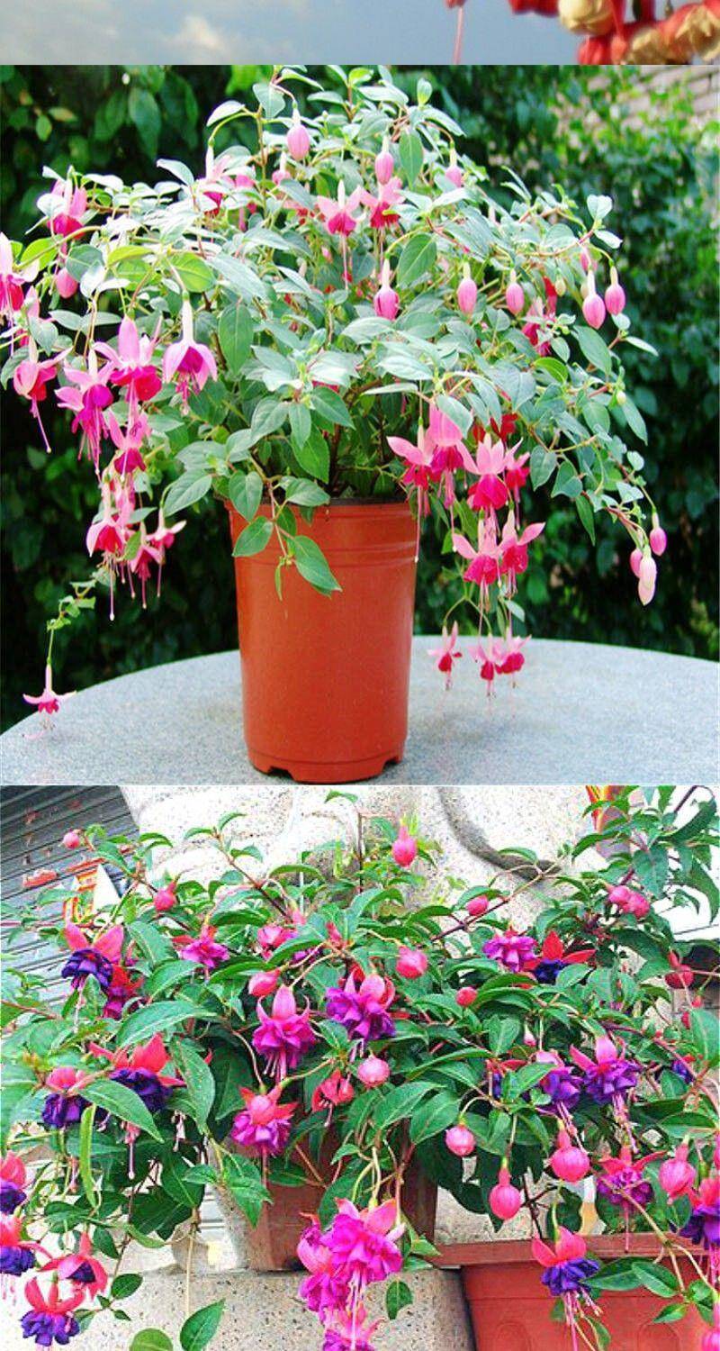 花卉盆栽倒挂金钟木本灯笼花室内外阳台盆栽花卉四季开花 初石 8号