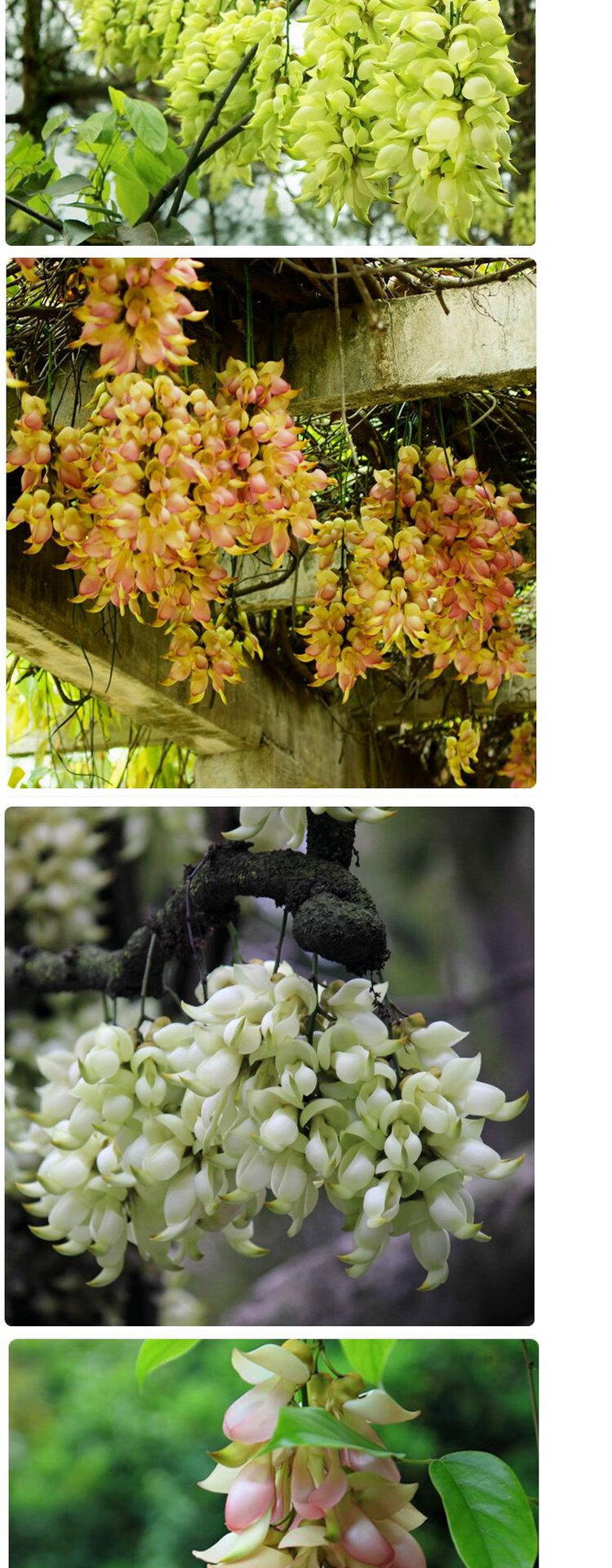 爬藤植物常绿油麻藤花苗禾雀花苗金黄花凌霄花苗紫藤树苗花卉ap 4年苗