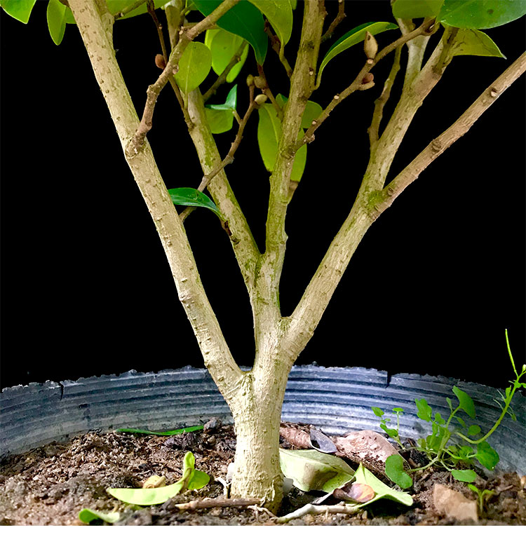 含笑花苗盆栽浓香型四季常青花卉植物庭院阳台当年开花耐寒绿植冬含笑