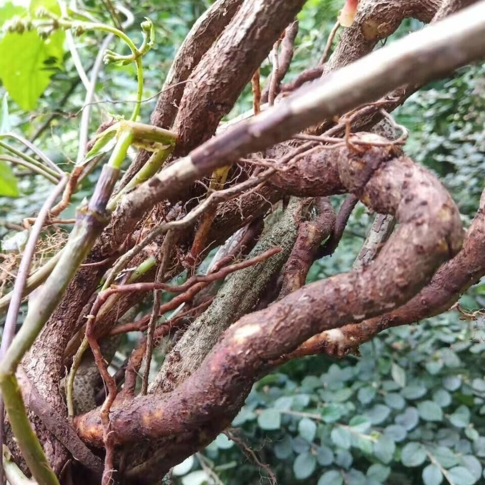 鸡屎藤现摘野生新鲜鸡屎藤臭屁藤通气藤皆治藤鸡矢藤牛皮冻臭藤新鲜叶