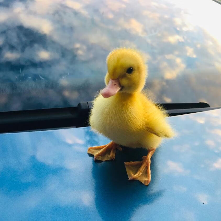 zxc柯尔鸭受精蛋网红科尔鸭可达鸭宠物小鸭子柯尔鸭种蛋种鸭幼崽活体