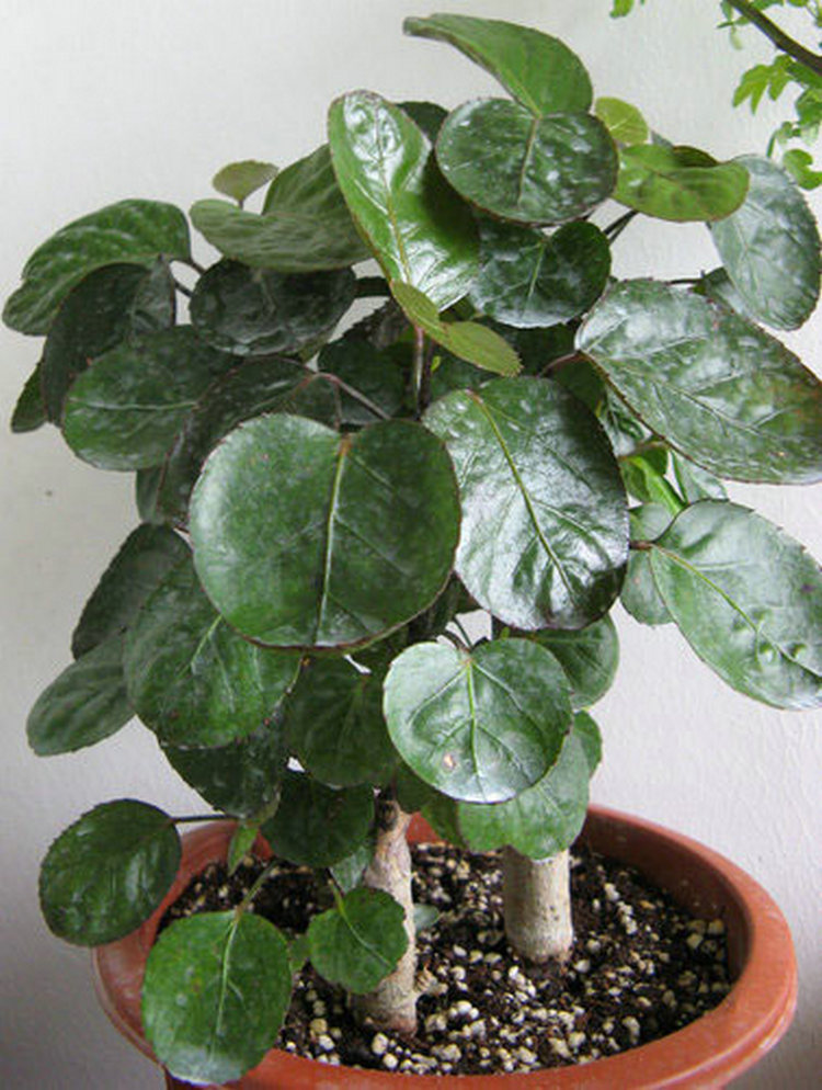 鸿飏 金钱兜 福桐禄盆栽 室内大型绿植圆叶福禄桐盆栽 金钱兜绿植花卉