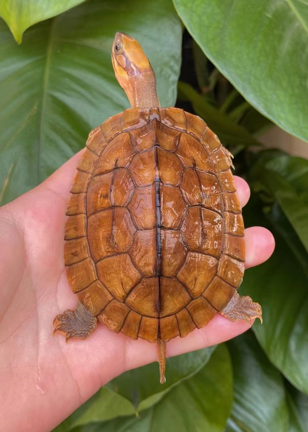 三线幼龟海南越南金钱小乌龟活物人工龟苗活体龟顺丰越南三线闭壳苗