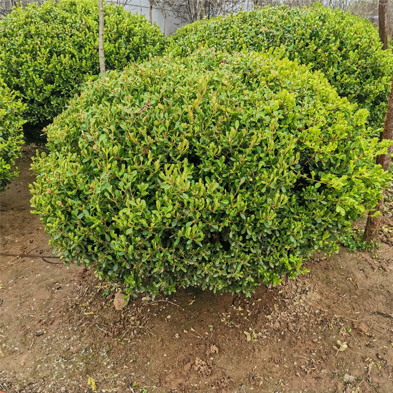 槿驍庭院綠籬植物造型樹小葉黃楊樹苗瓜子黃楊球盆景四季長青 棒棒糖