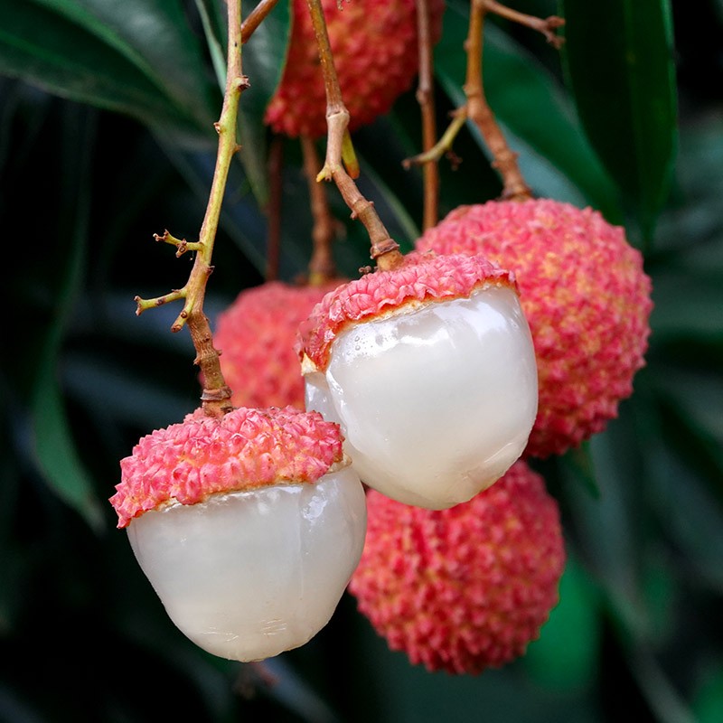 青樱红荔顺丰直达高州白糖罂荔枝香甜多汁当季热带水果礼品盒装3斤