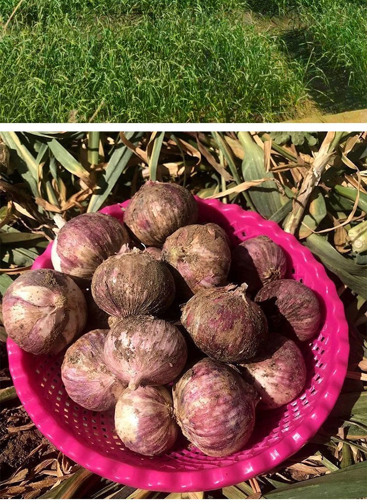 新鮮現挖雲南大理鮮獨頭蒜獨蒜新鮮獨頭蒜紅大蒜頭臘八蒜五斤鮮紫皮