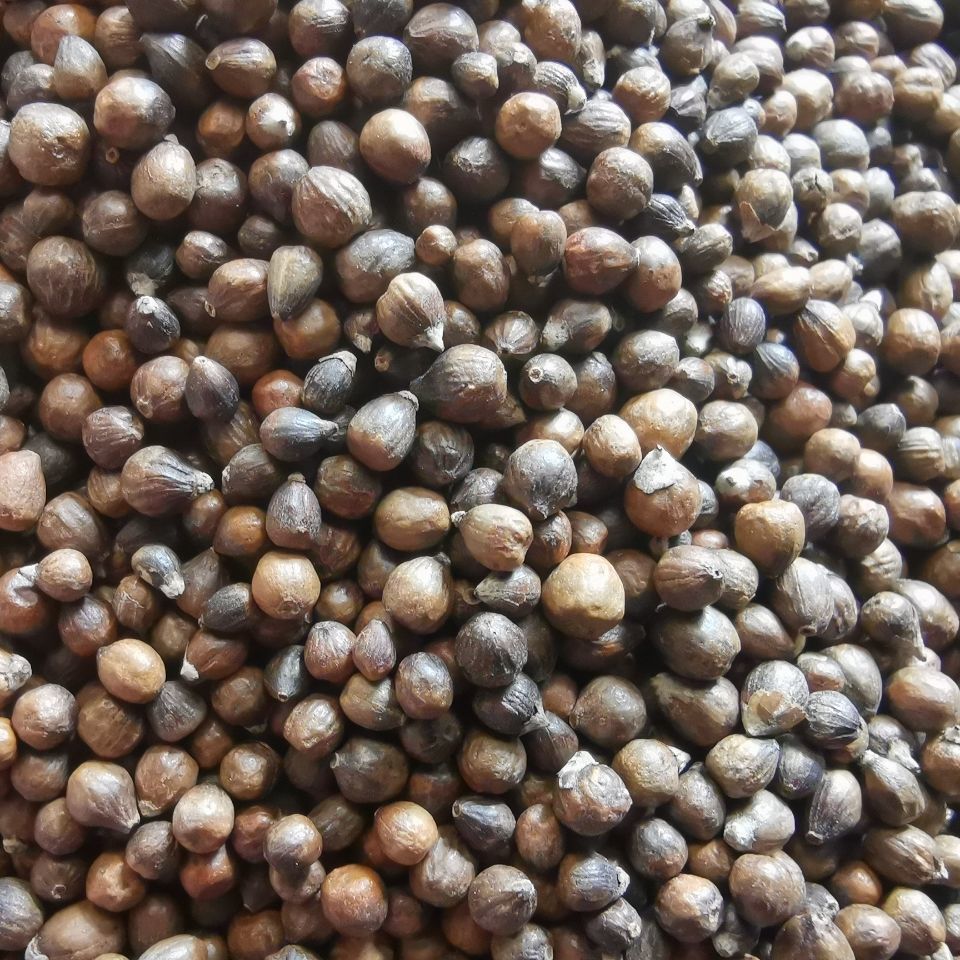 北京同仁堂原料黄荆子黄荆子布荆子野生黄金子布惊仁中药材内廷上用