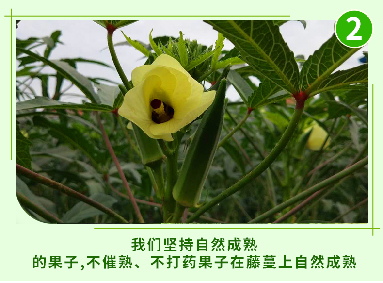 现摘现发新鲜当季秋葵农家自种鲜嫩羊角豆精选3/5斤 3斤【图片 价格