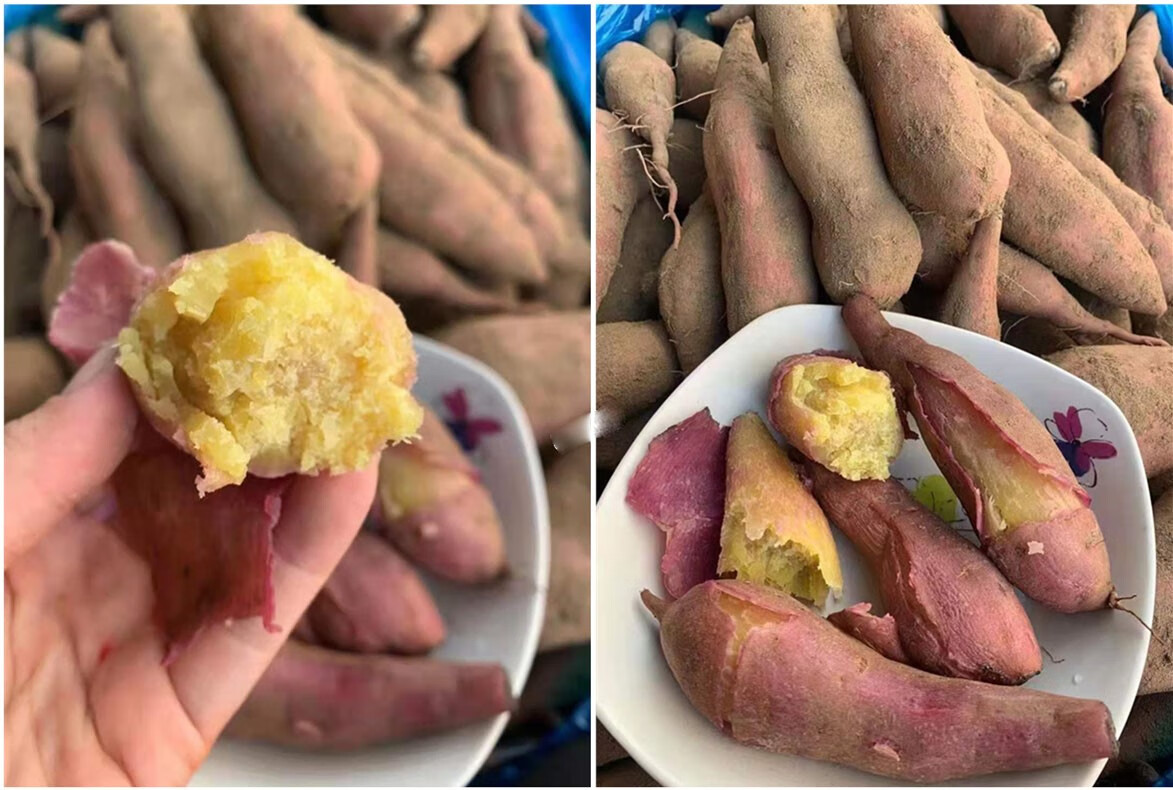 正宗广州南沙一点红番薯新鲜农家自种板栗紫薯冰淇淋红薯粉糯香甜 5斤