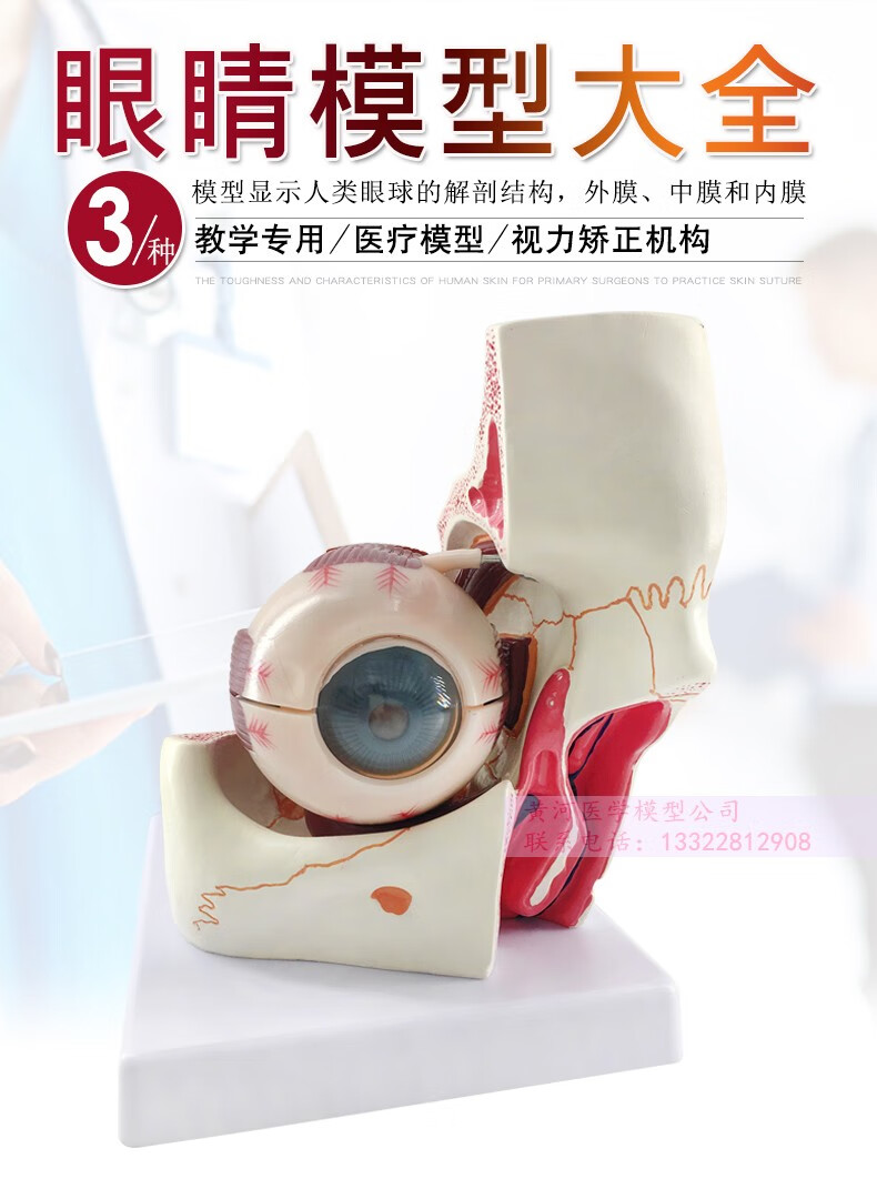 眼珠 内部可拆 人体解剖模型 六倍大眼球模型【图片 价格 品牌 报价】