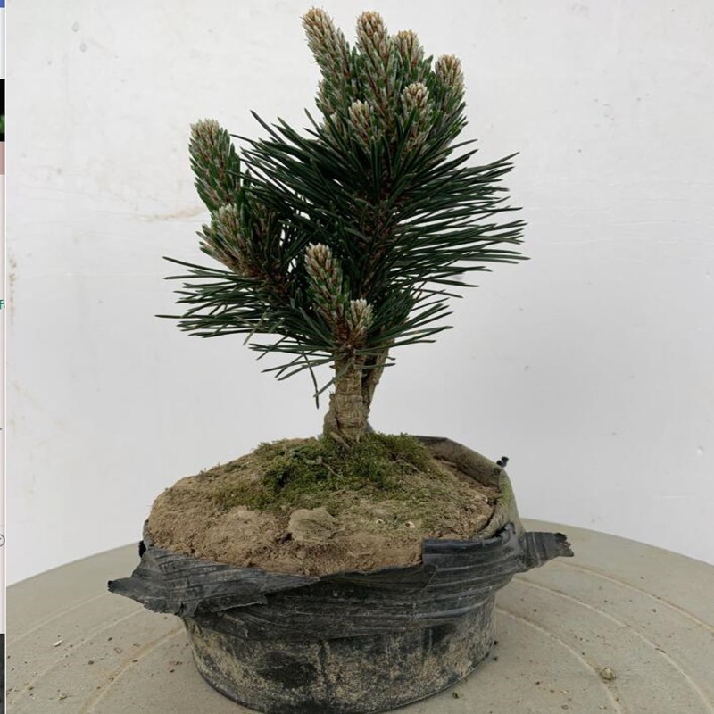 日本黑松盆景树桩日本千寿丸盆景黑松小品盆景寸稍盆景千寿丸黑松千寿