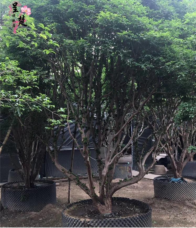 嘉宝果树苗树葡萄盆栽嘉宝果苗嘉宝果果树苗当年结果正宗嘉宝果带叶