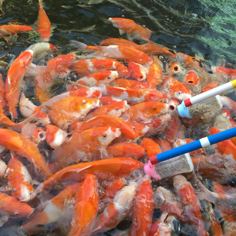 鱼场吃奶鱼奶瓶 喂奶鱼专用奶瓶 带杆带柄喂鱼奶瓶 不带杆150毫升