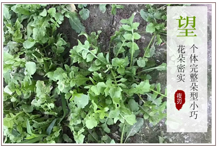 現挖新鮮薺菜秋薺蔬菜地菜地丁菜野菜野生薺菜水餃湯圓餡料薺菜3斤