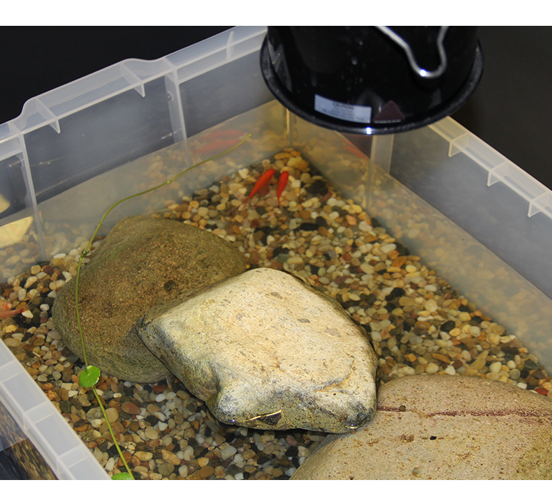 养鱼箱家用 乌龟缸生态缸养乌龟专用缸饲养缸龟缸家用透明大型鳄龟