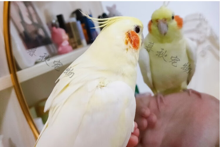 【暮秋小主】有檢疫虎皮鸚鵡活體黃化玄鳳鸚鵡鳥活物家養中小型會說話