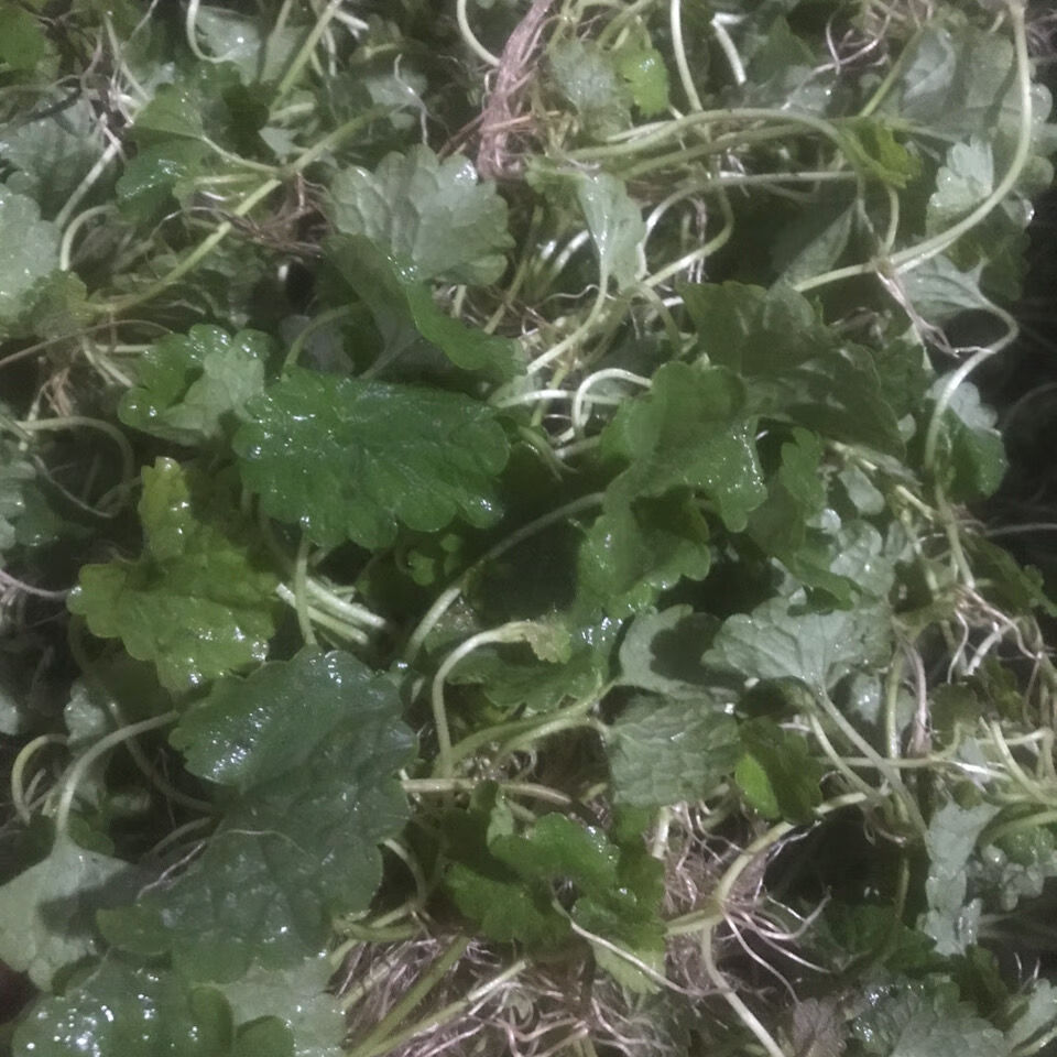 活血草断骨草野生草药驳骨消 透骨消 四方茎新鲜现摘 500克【图片