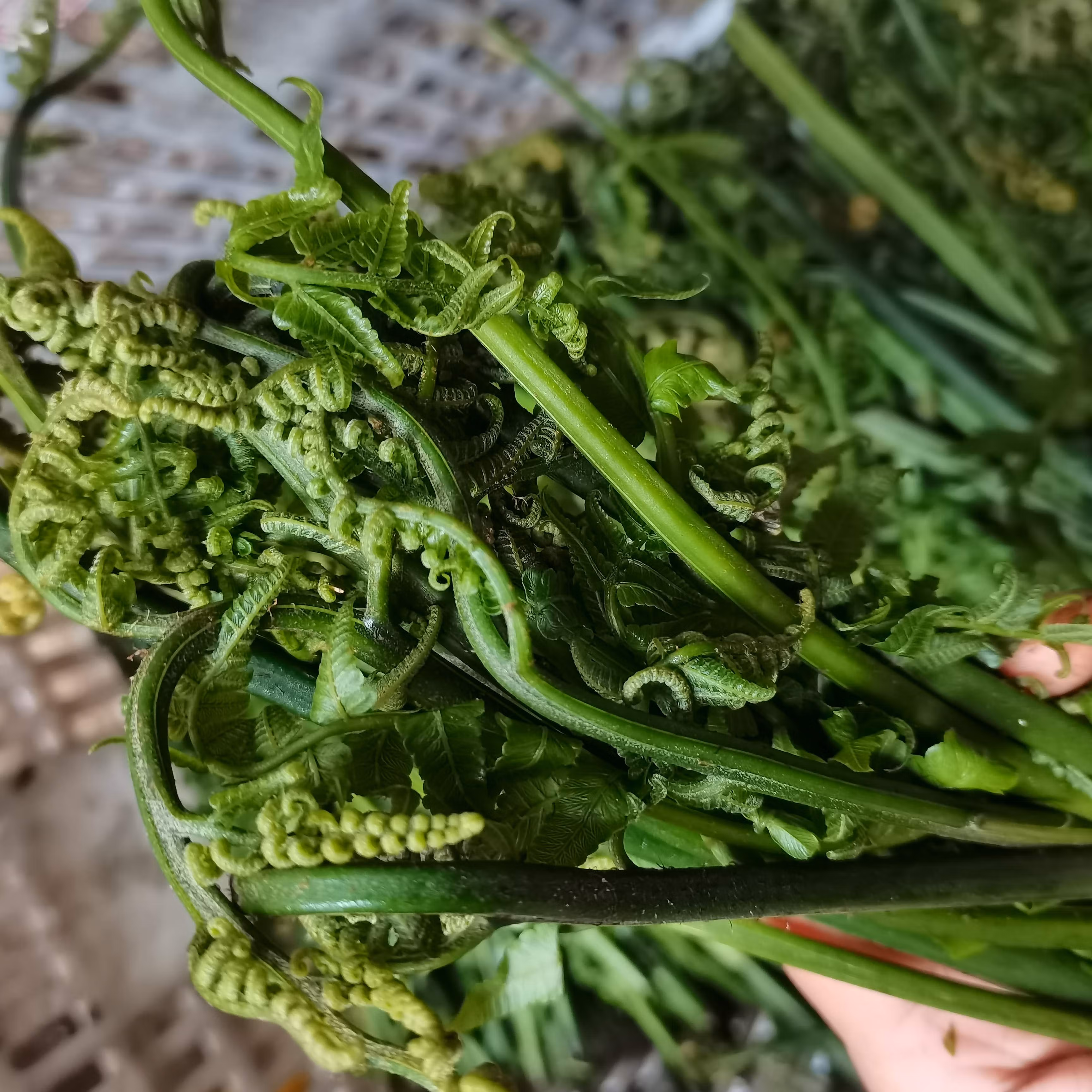 新鲜现摘 广西蕨菜凉拌菜 野菜水 龙爪菜 鲜嫩爽口水蕨菜 1500g【图片