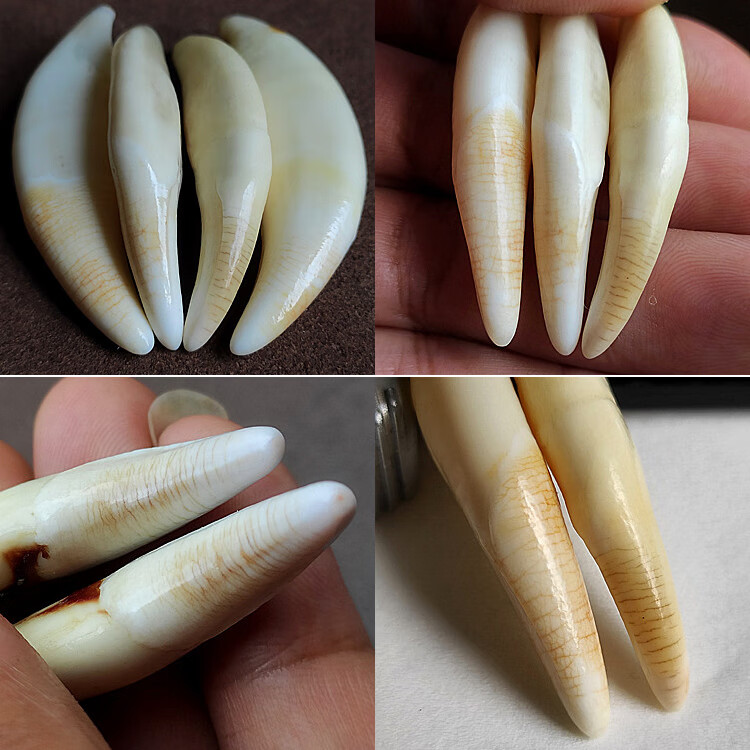 ruiyi狼牙吊坠血横纹狼牙吊坠项链男女真藏獒黑狗牙齿挂件宝宝儿童