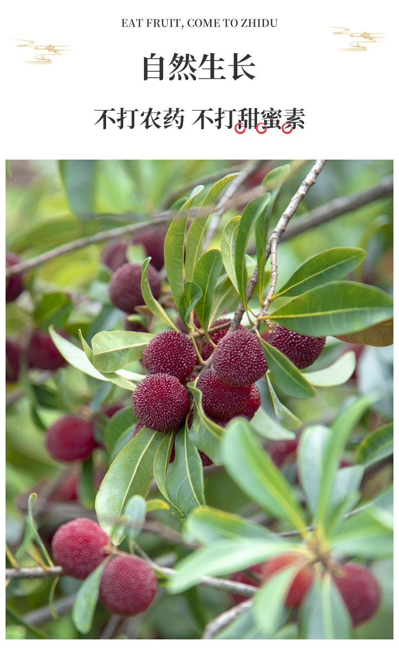 顺丰空运龙海浮宫早梅福建漳州杨梅鲜果新鲜水果现摘现发荸荠非冰东魁