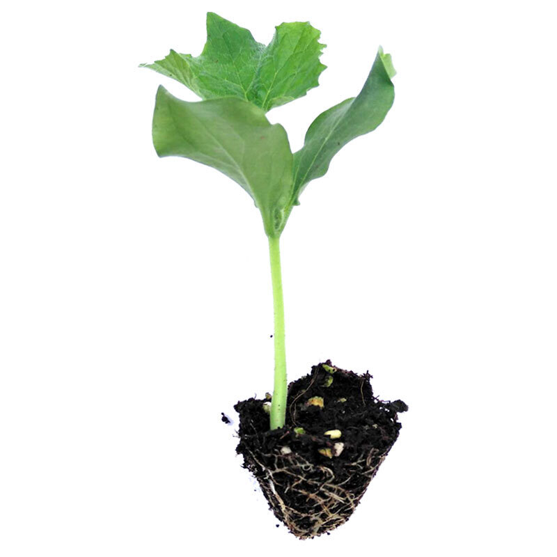 【京选优品】蔬菜苗幼苗秧苗大全农家四季种 桔红色红秋葵苗5颗【图片