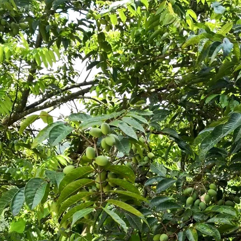 揭西天鵝湖青果青橄欖潮汕特產生吃香甜甘甜水果煲湯 精選中粒橄欖 2