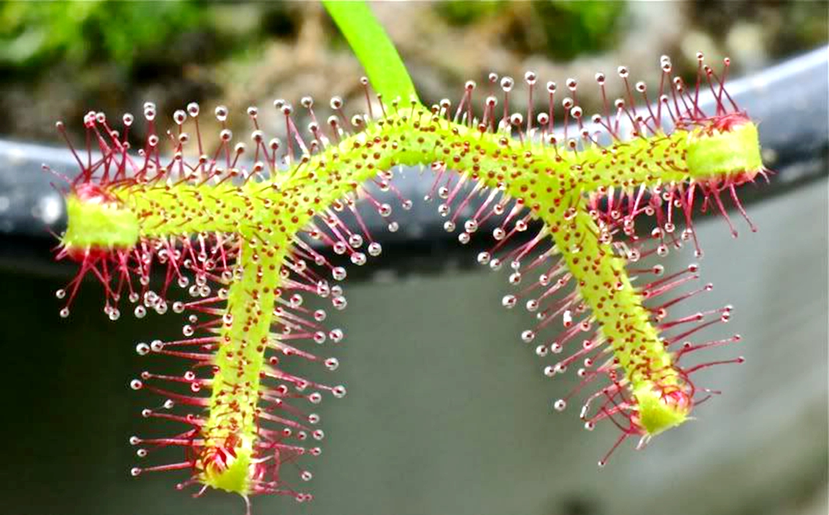 食虫植物叉叶茅膏菜大型巨型叶长可达50厘米新手冷热不易怕好养t6 xxl