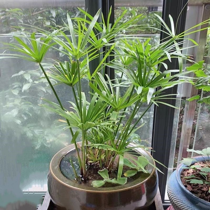 水竹旱伞草风车草水生水养植物水培竹子鱼缸池塘造型植物龟水竹不含盆