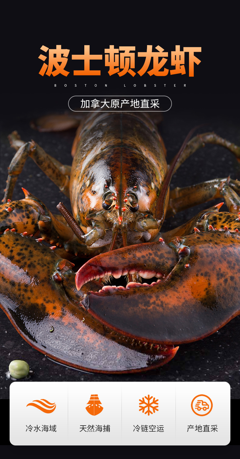 鲜活波士顿龙虾两只装蟹小乔波龙牺牲包赔450g至550g两只