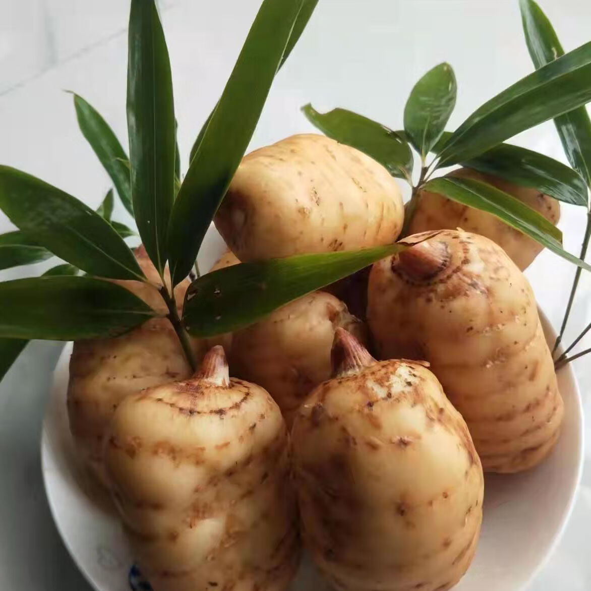 天麻野生云南正宗昭通特级小草坝新鲜天麻头晕头疼功效野生天麻煲汤