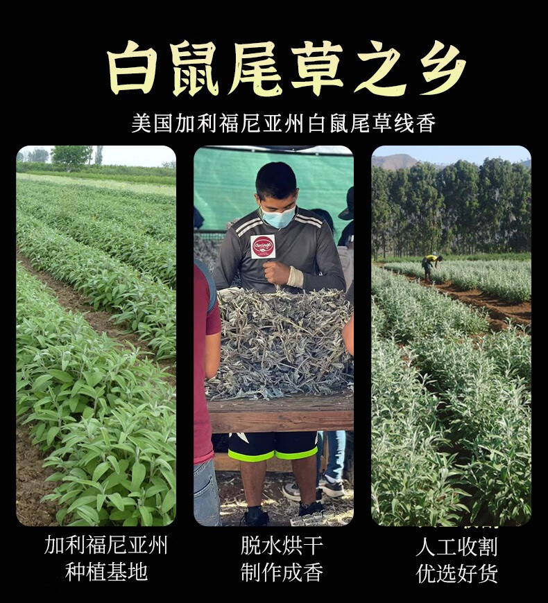 鼠尾草线香 美国加州白鼠尾草线香净化清理空间香薰出差非印度香 白鼠