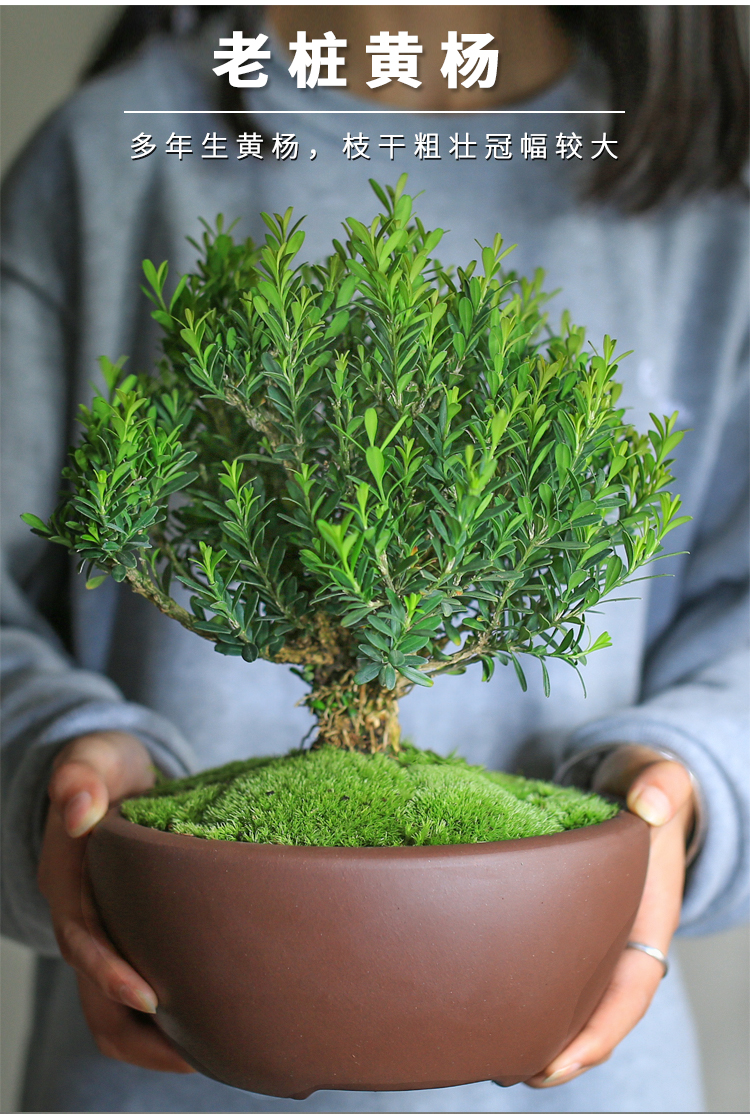 黄杨盆景植物客厅瓜子叶老桩皱皮造型树苗绿植室内桌面好养盆栽款二