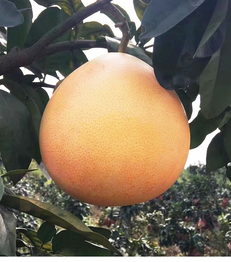 媚调新鲜梅州红心柚子大果三红蜜柚梅县水果现摘沙田柚子中秋song礼盒