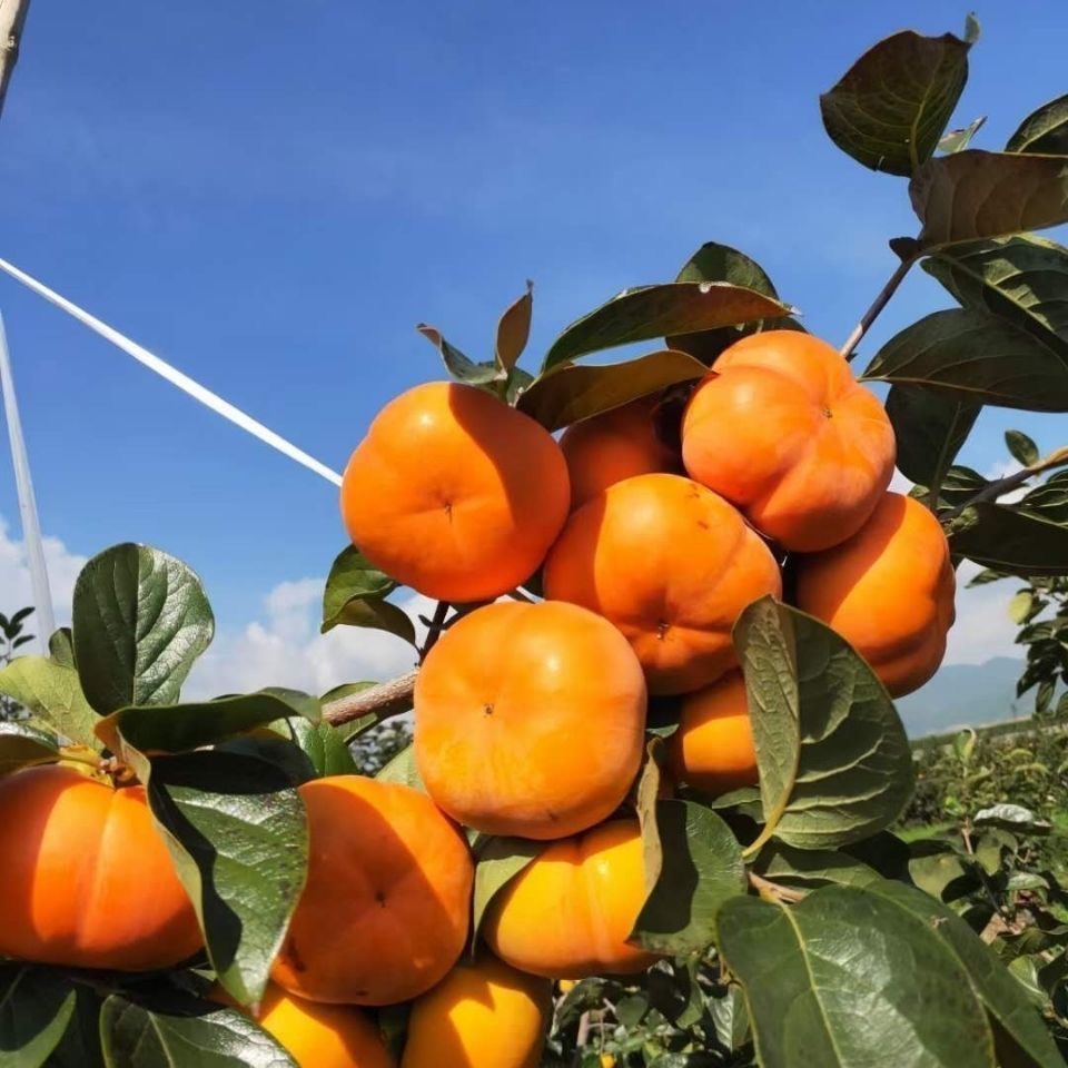 云南保山脆柿子脆甜新鲜脆皮巧克力柿冰糖心柿子水果批发 5斤【净重】