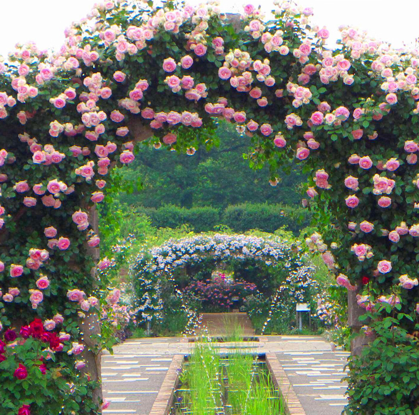 特大母本精品苗英国皇家高档玫瑰月季蔷薇爬藤花卉别墅花园拱门花自由