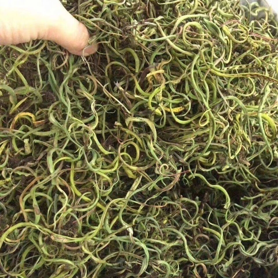 有仁堂肾精茶草小石韦野生草实发货500克大叶