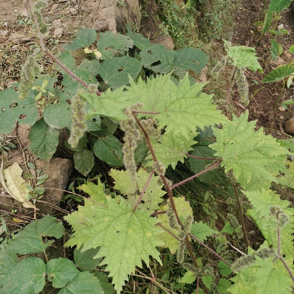 同仁堂授權店鋪 新鮮野生紅杆蕁麻草紅活麻紅霍麻草咬人草白豁麻綠杆