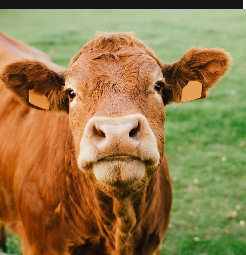 鲜有志 内蒙古黄膘牛腩 黄膘牛肉 现杀 新鲜牧民散养黄牛 赠:韭菜花