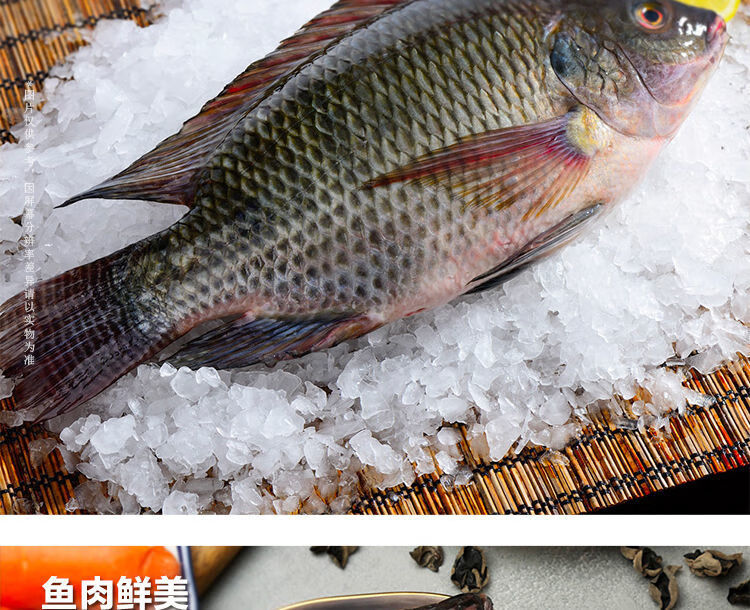 罗非鱼冰冻新鲜活鱼现杀罗飞淡水鱼非洲鲫鱼福寿鱼批发烧烤鱼 斓维品