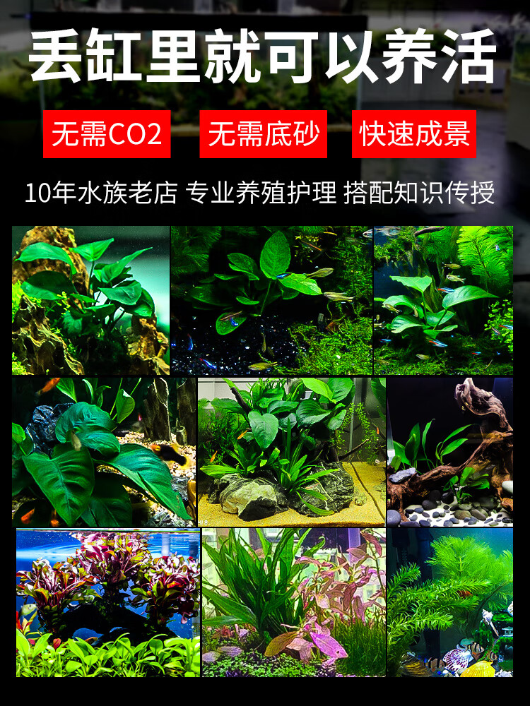 绿菊活体水草真草造景趴地矮珍珠沉木套餐增氧植物活莫斯懒人水榕