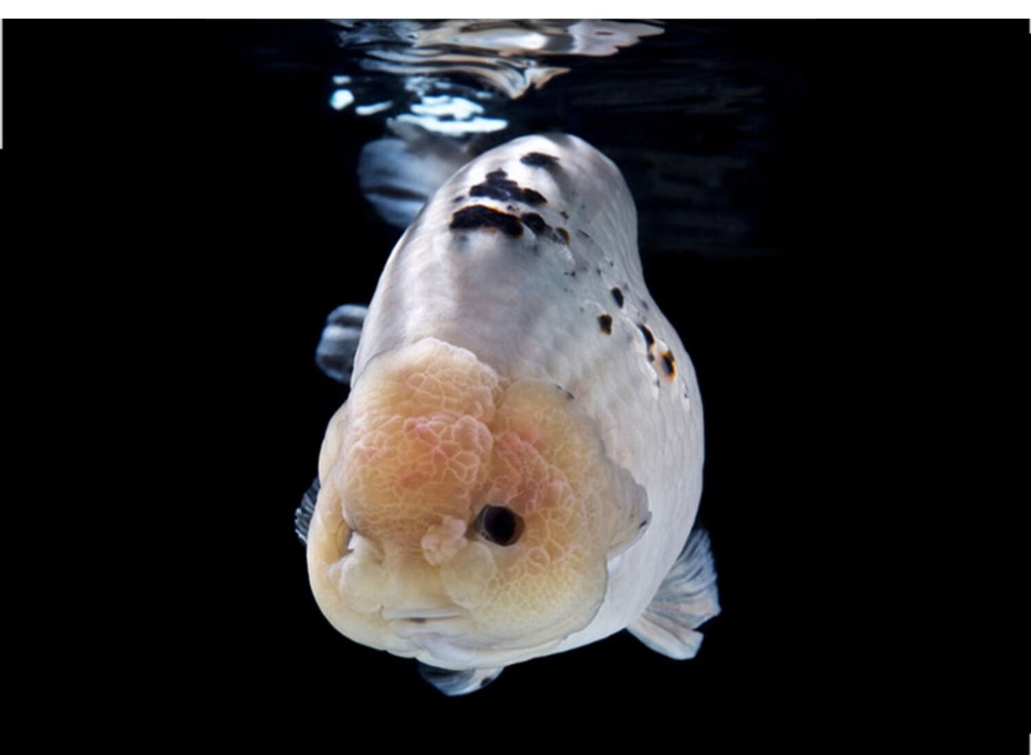 精品金鱼潘氏奶牛国粹金鱼观赏鱼包活好养活鱼苗水墨玉兔67cm精品随机