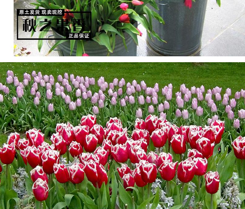 郁金香种球盆栽花卉观花植物室内花种子四季水养带芽大球 黄金岁月【3