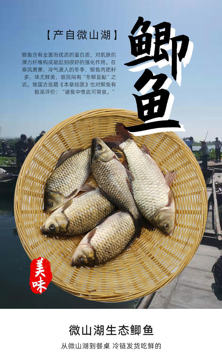 微山湖生态养殖鲫鱼新鲜煲汤鱼当日捕捞正宗鲫瓜子净膛后发货鲫鱼每斤