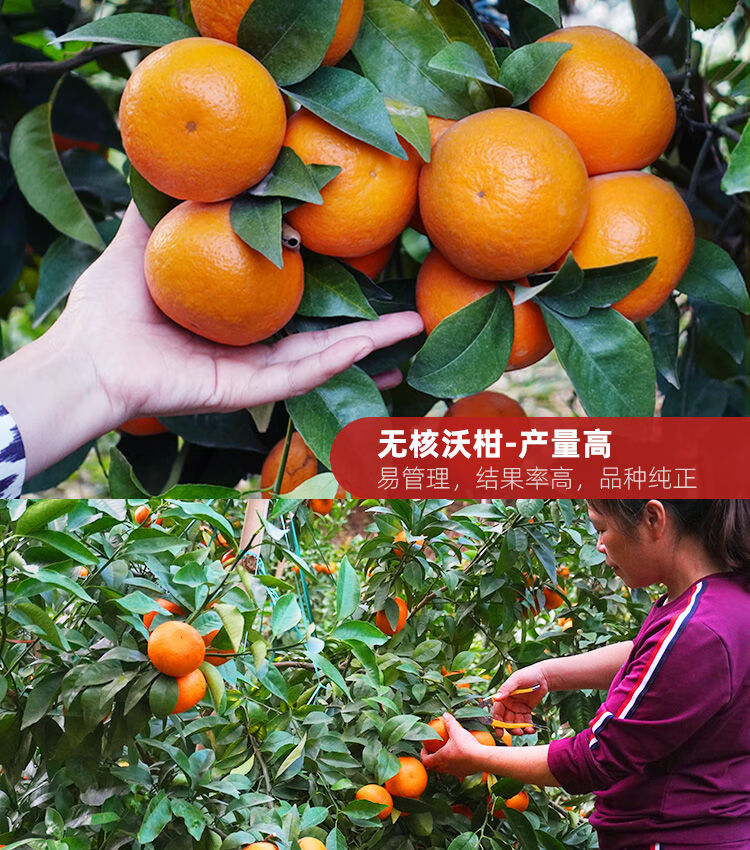 091沃柑全年怎样管理的简单介绍