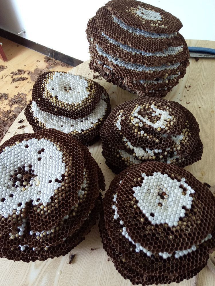 活体马蜂蛹雄蜂蛹500g虎头蜂蜂蛹黄蜂蛹泡酒新鲜速冻蜂蛹幼虫华海春