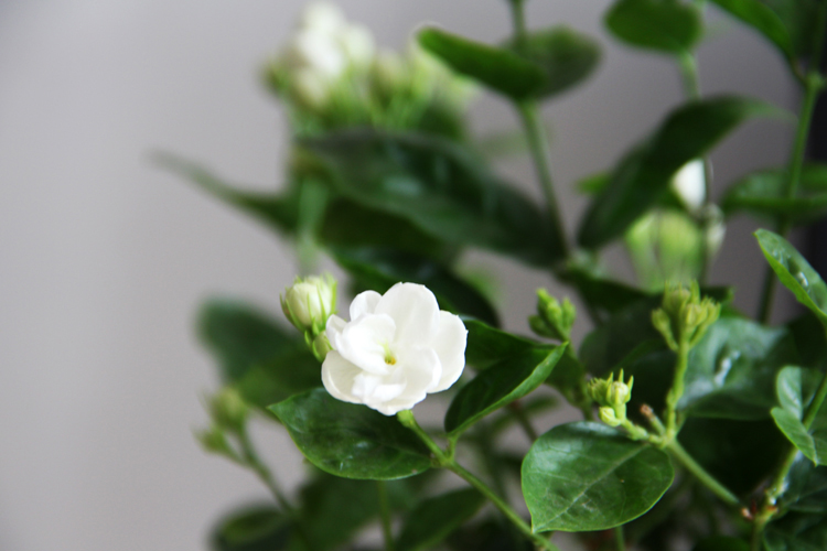 百富美盆栽植物雙瓣重瓣 白茉莉花 虎頭茉莉 室內花卉盆栽 庭院植物