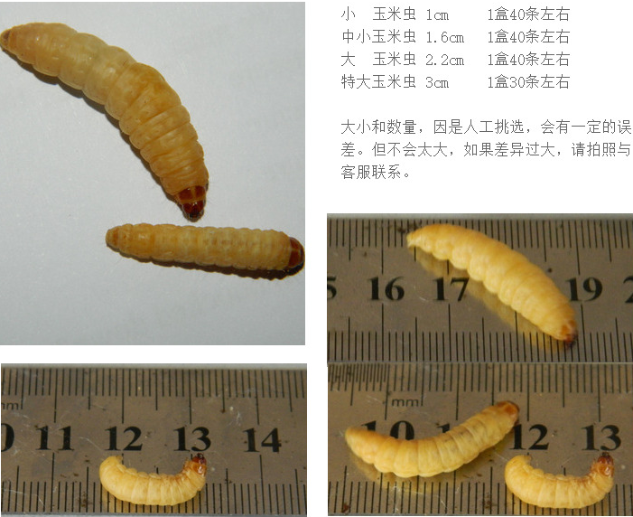 葡萄蜜玉米虫活体蜜虫柴虫皮虫活体鸟爬宠活体食钓饵 特大虫长约3cm