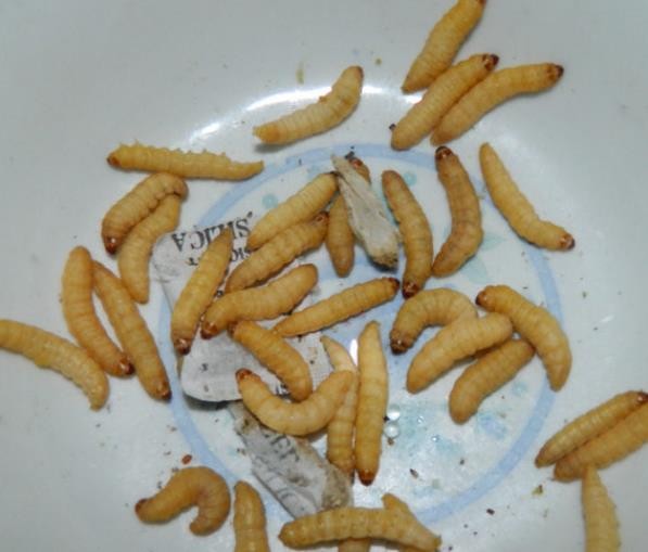 葡萄蜜玉米虫活体蜜虫柴虫皮虫活体鸟爬宠活体食钓饵 特大虫长约3cm