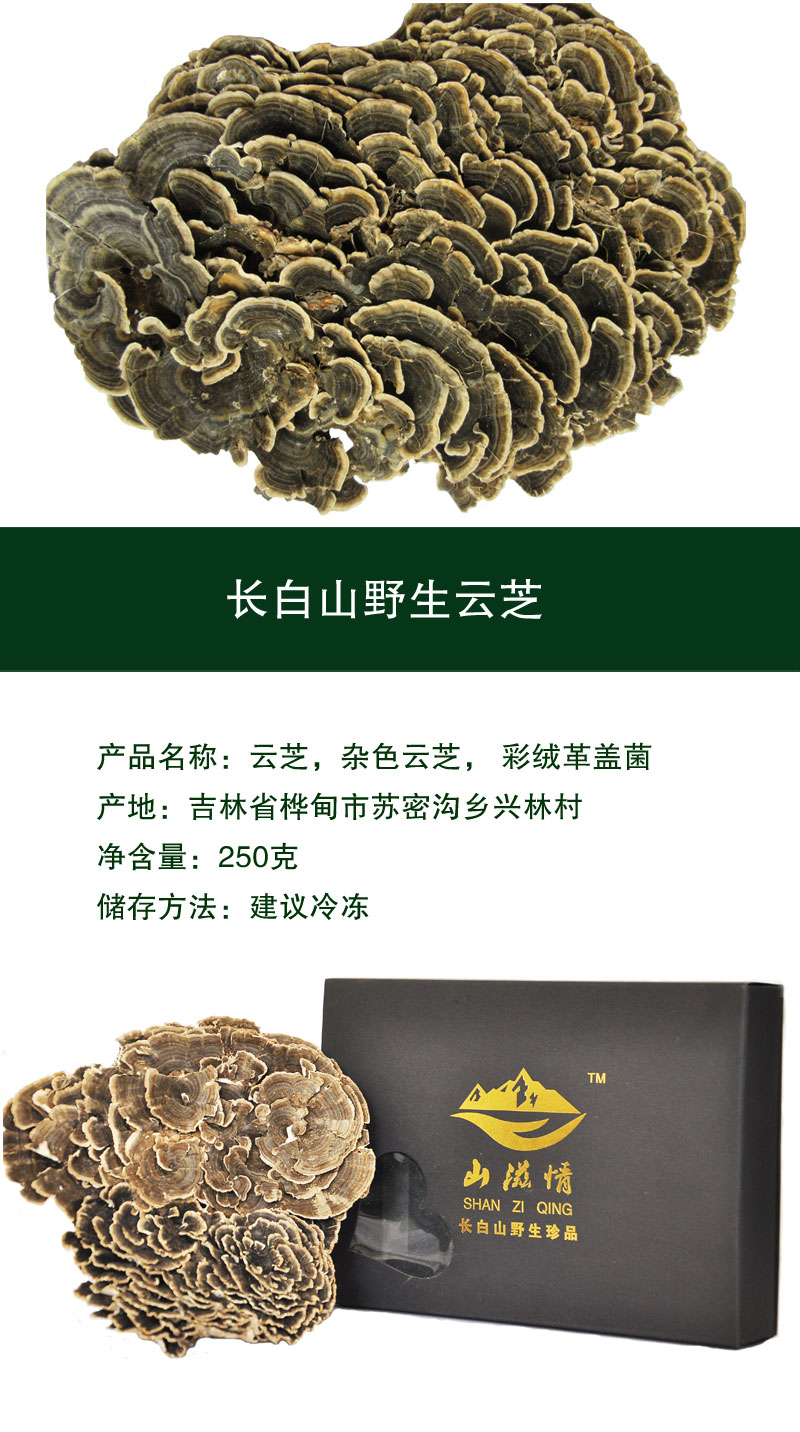 源头保正山滋情长白山野生云芝黄云芝杂色云芝野生云芝干品250克